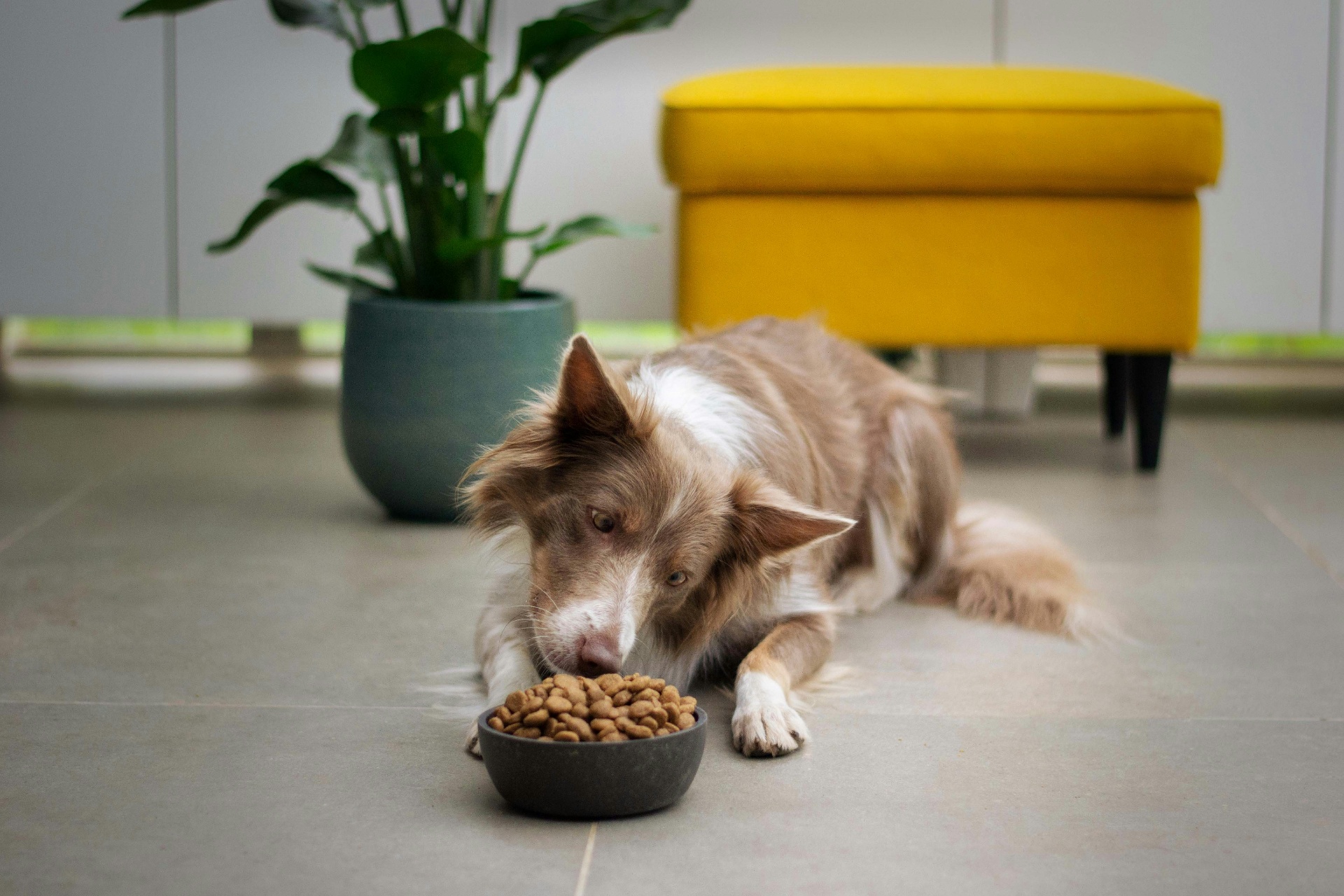Pet Nutrition